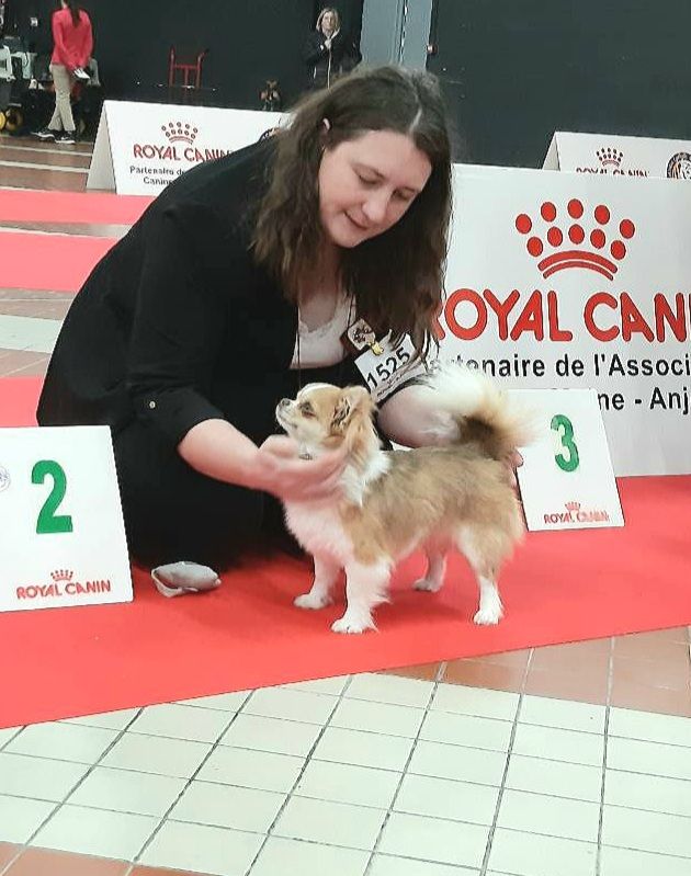 Stella horizon (Sans Affixe)