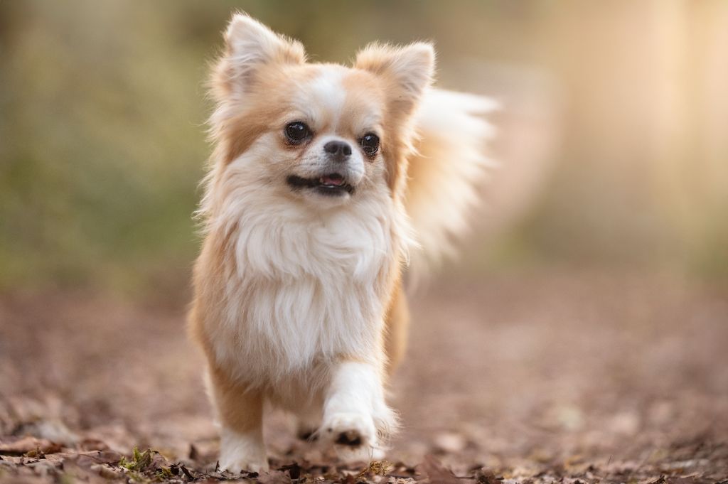 CH. Usko horizon (Sans Affixe)