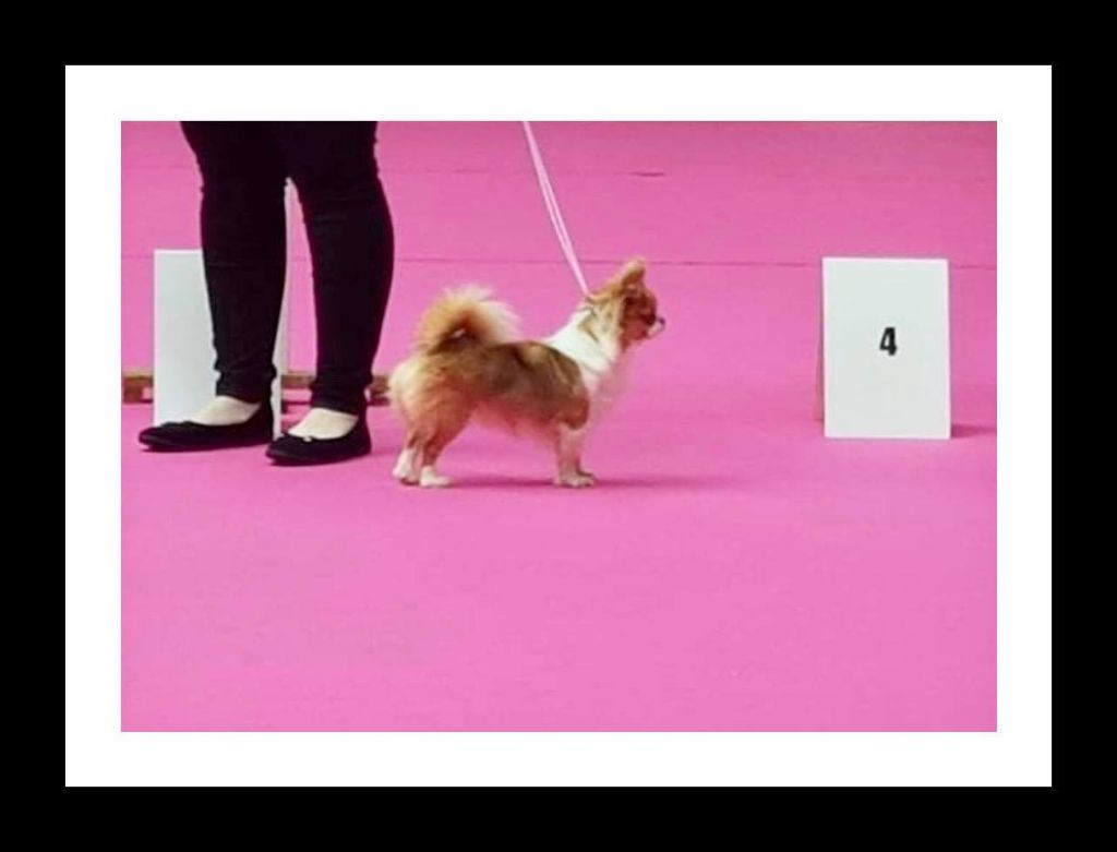 Weekend d'expo à Bourges !!