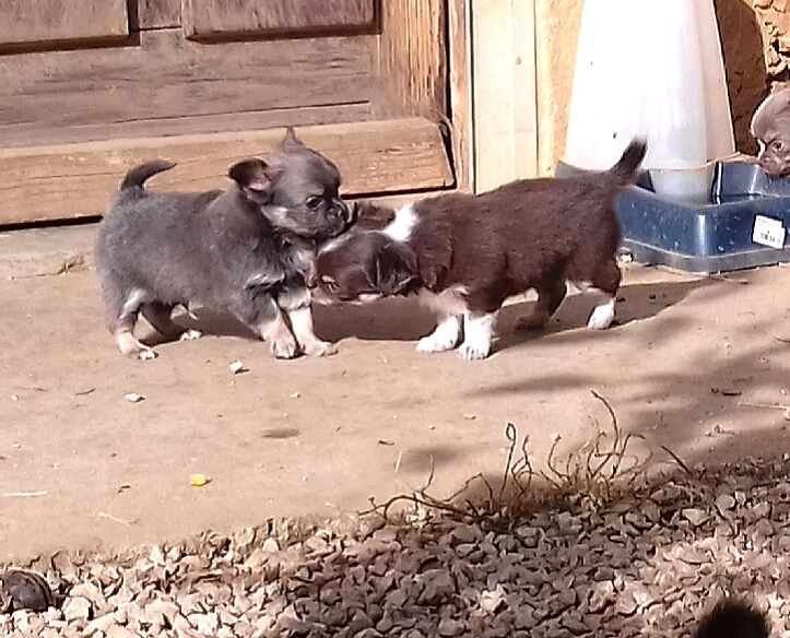 By l'Horizon - Nouvelles portées à l'élevage !